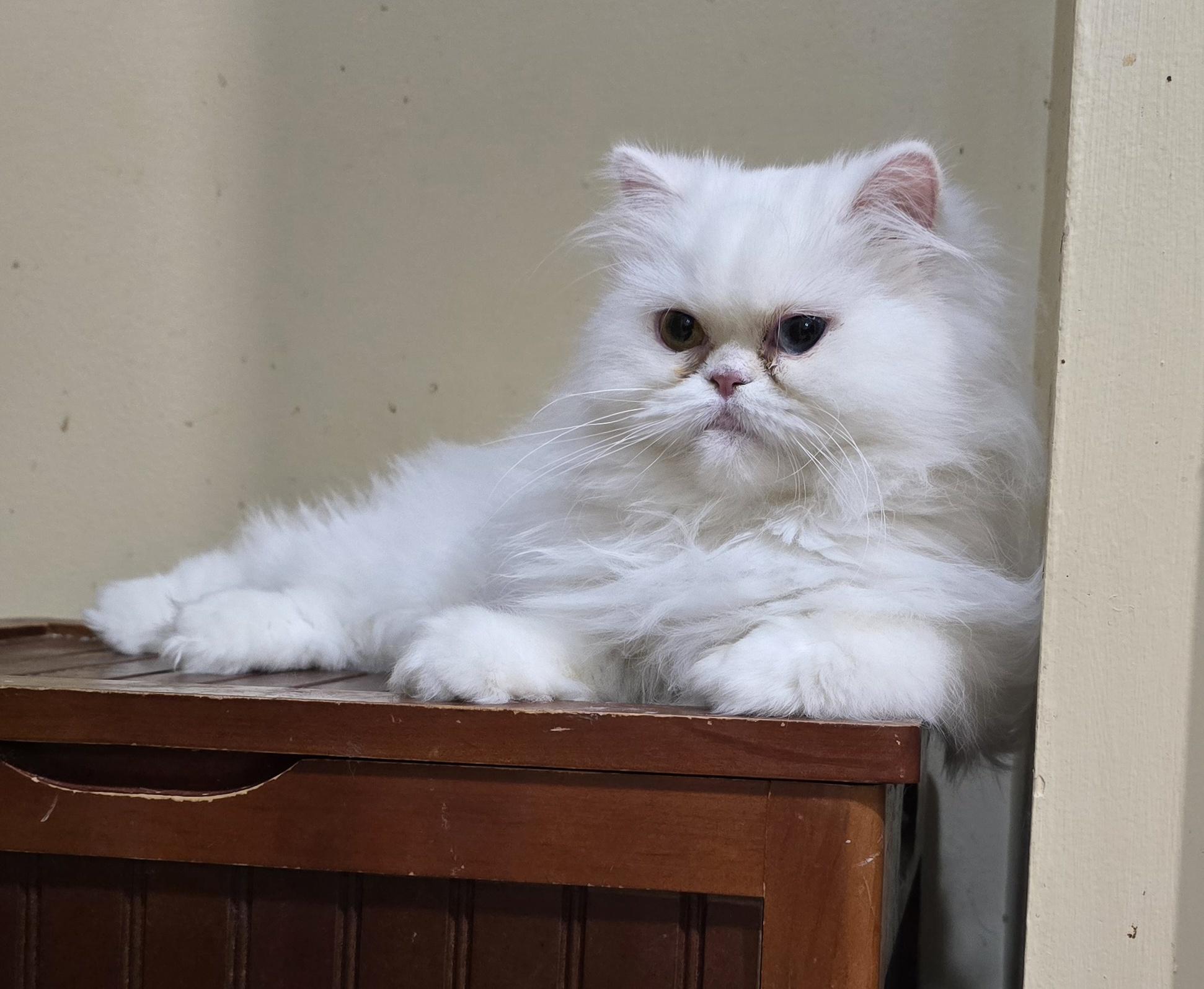 Enlarge WINNIE, a Adopted Persian in Indianapolis, IN image 3/4
