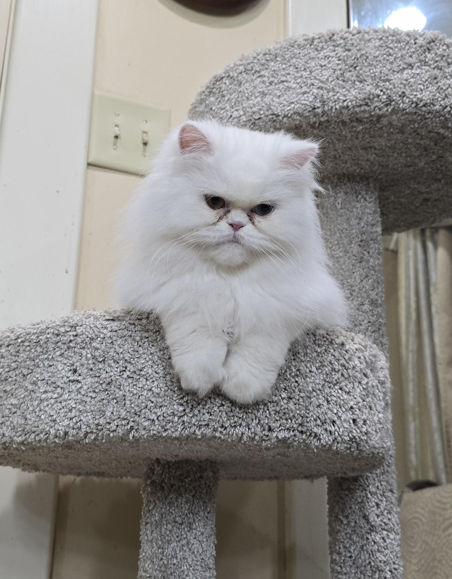 Enlarge WINNIE, a Adopted Persian in Indianapolis, IN image 4/4