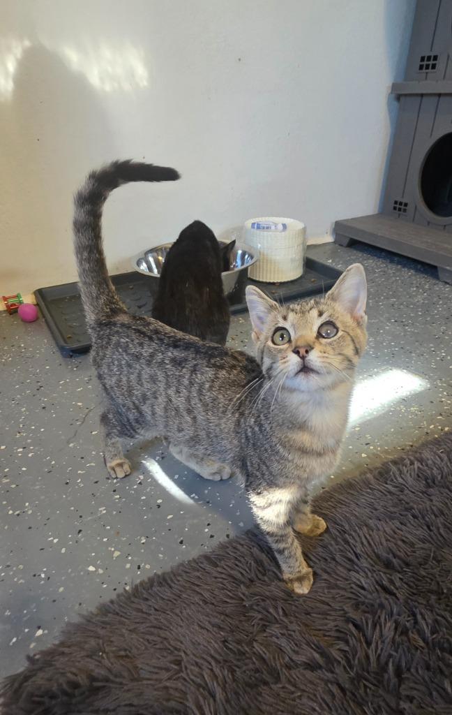 Jazz, Adoptable, Kitten Female Domestic Short Hair.