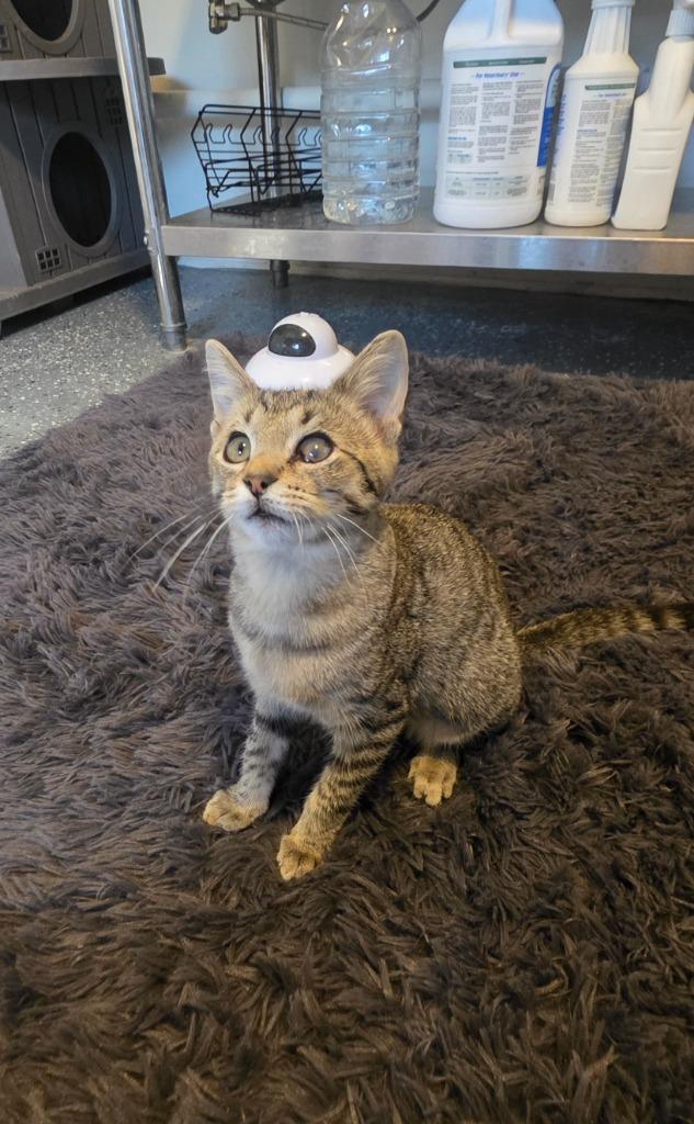 Enlarge Jazz, a Adoptable mixed breed in Miami, OK image 4/5