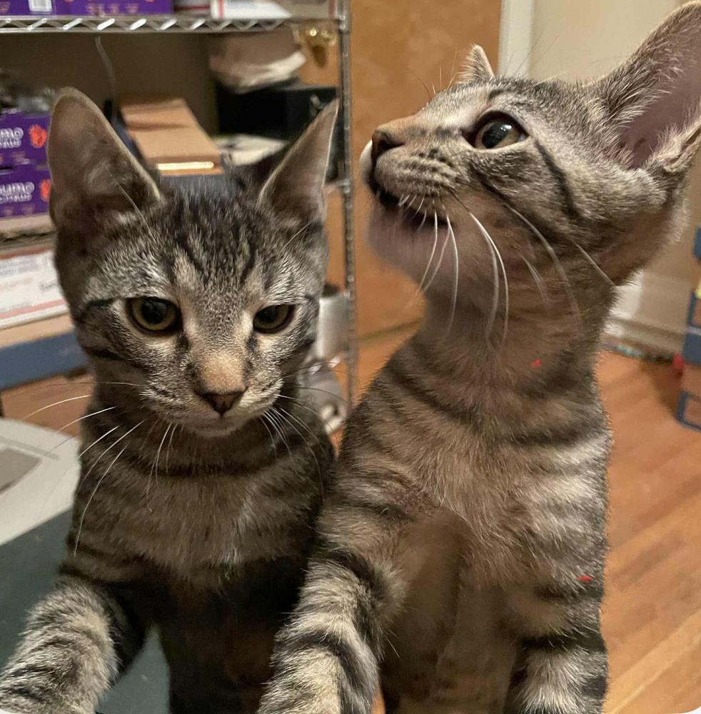 Red Robin 31790-13, Adoptable, Kitten Male Domestic Short Hair.