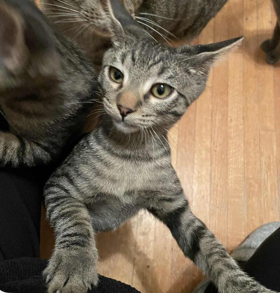 Red Robin 31790-13, a Adoptable mixed breed image 2/4