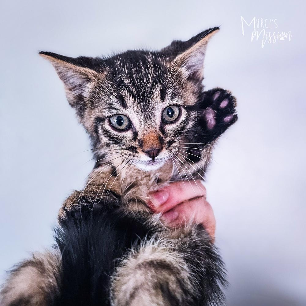 Red Robin 31790-13, a Adoptable mixed breed image 3/4