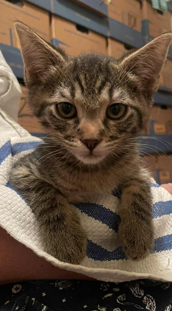 Red Robin 31790-13, a Adoptable mixed breed image 4/4