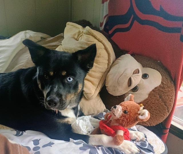 Shelby Dawn, Adoptable, Young Female Australian Kelpie.