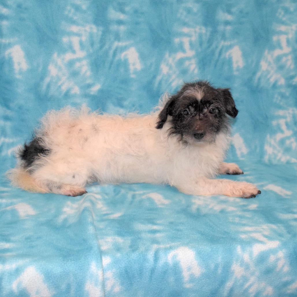 Oreo, Adoptable, Senior Male Terrier.