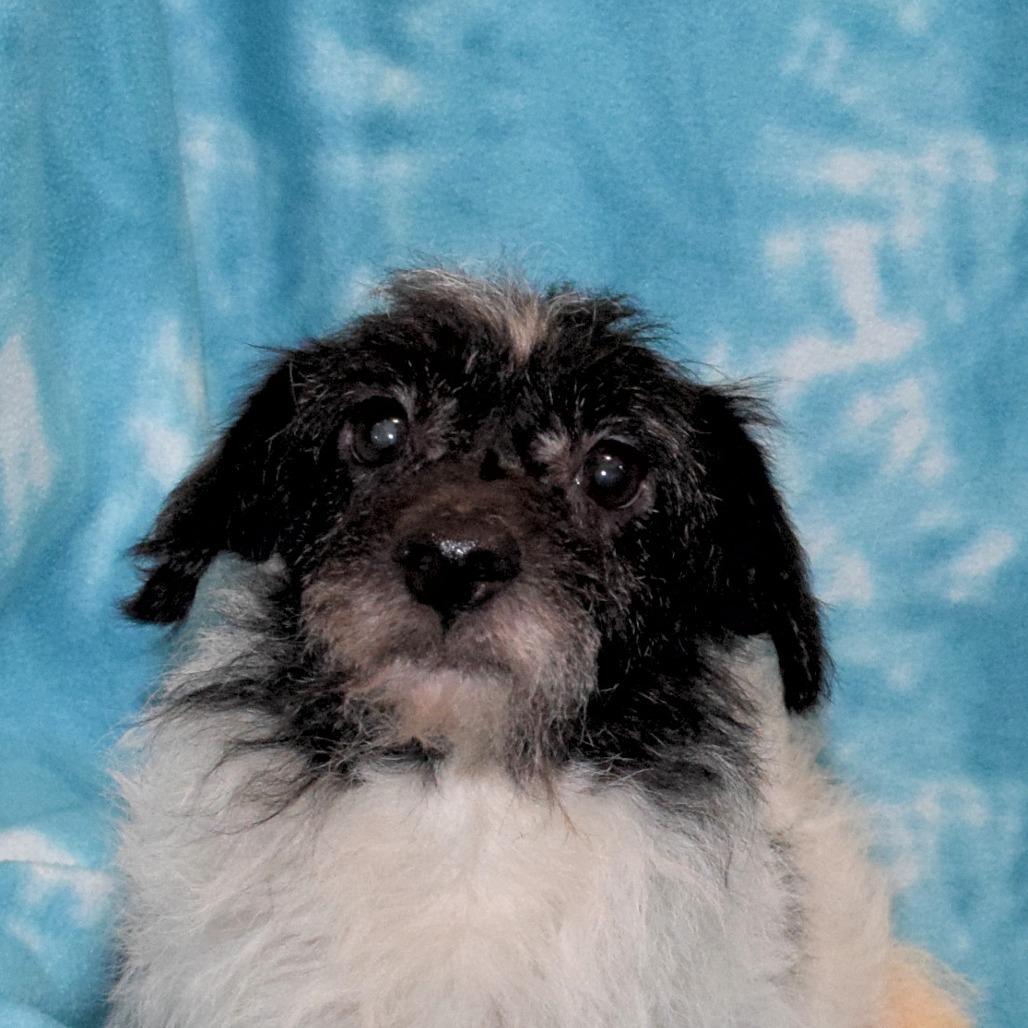 Enlarge Oreo, a Adoptable Terrier in Eureka, CA image 2/3