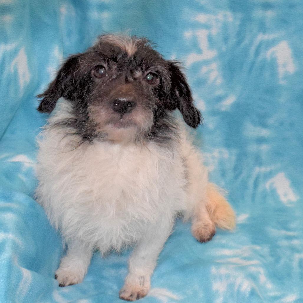 Enlarge Oreo, a Adoptable Terrier in Eureka, CA image 3/3