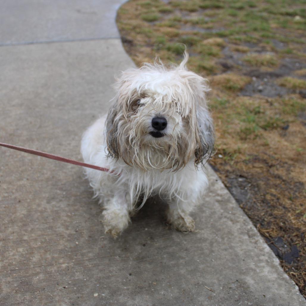 King — thumbnail 2