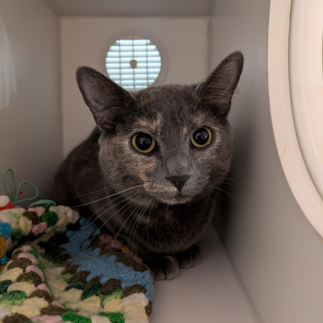 Enlarge Noor, a Adoptable Domestic Short Hair in South Burlington, VT image 1/1