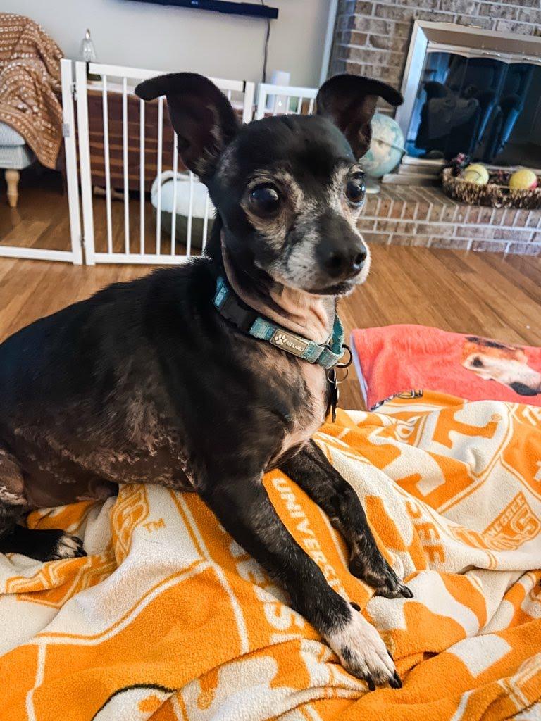 Benny, Adoptable, Adult Male Chihuahua.
