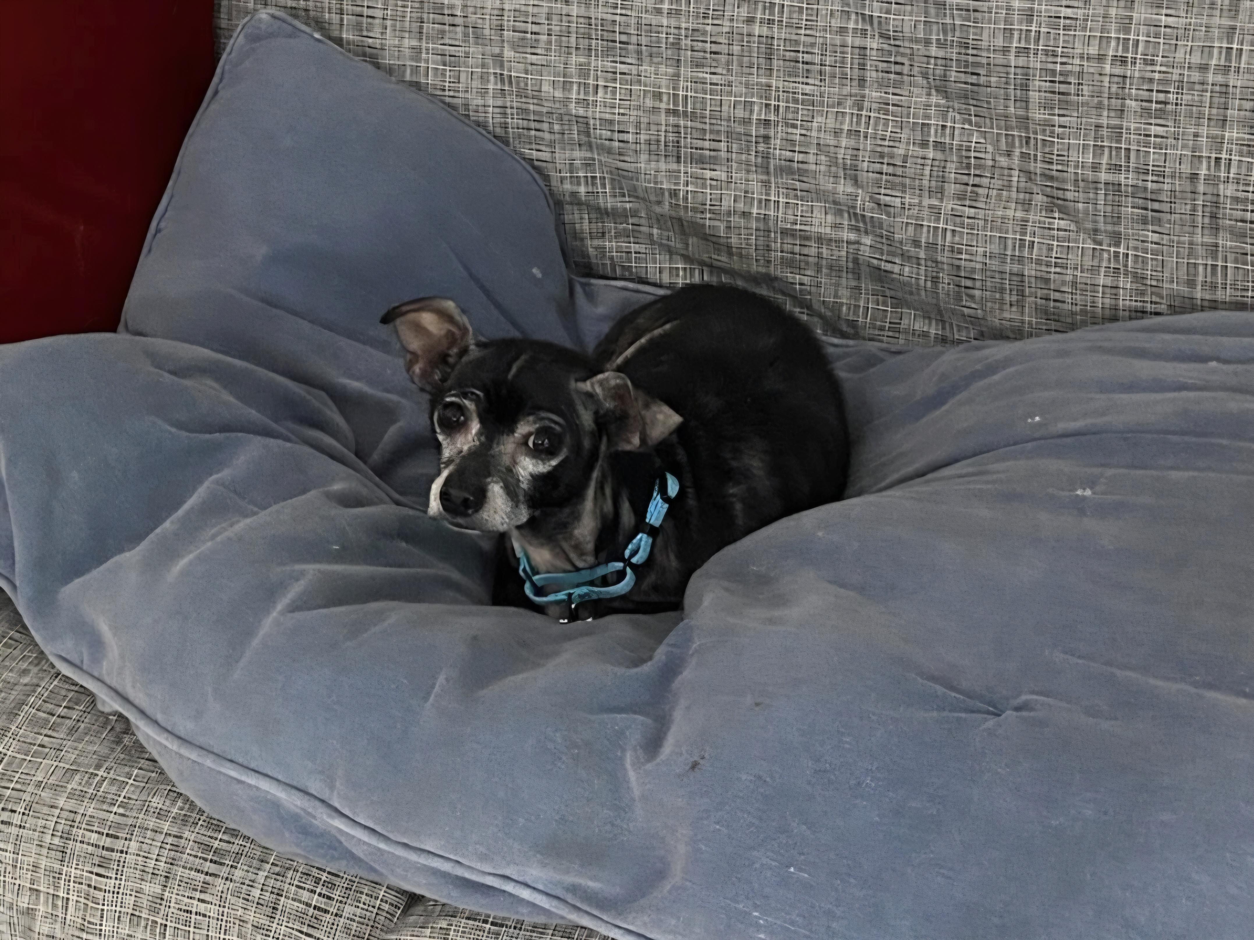 Benny, a Adoptable Chihuahua in Knoxville, TN image 1/4