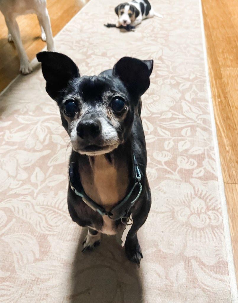 Enlarge Benny, a Adoptable Chihuahua in Knoxville, TN image 3/6