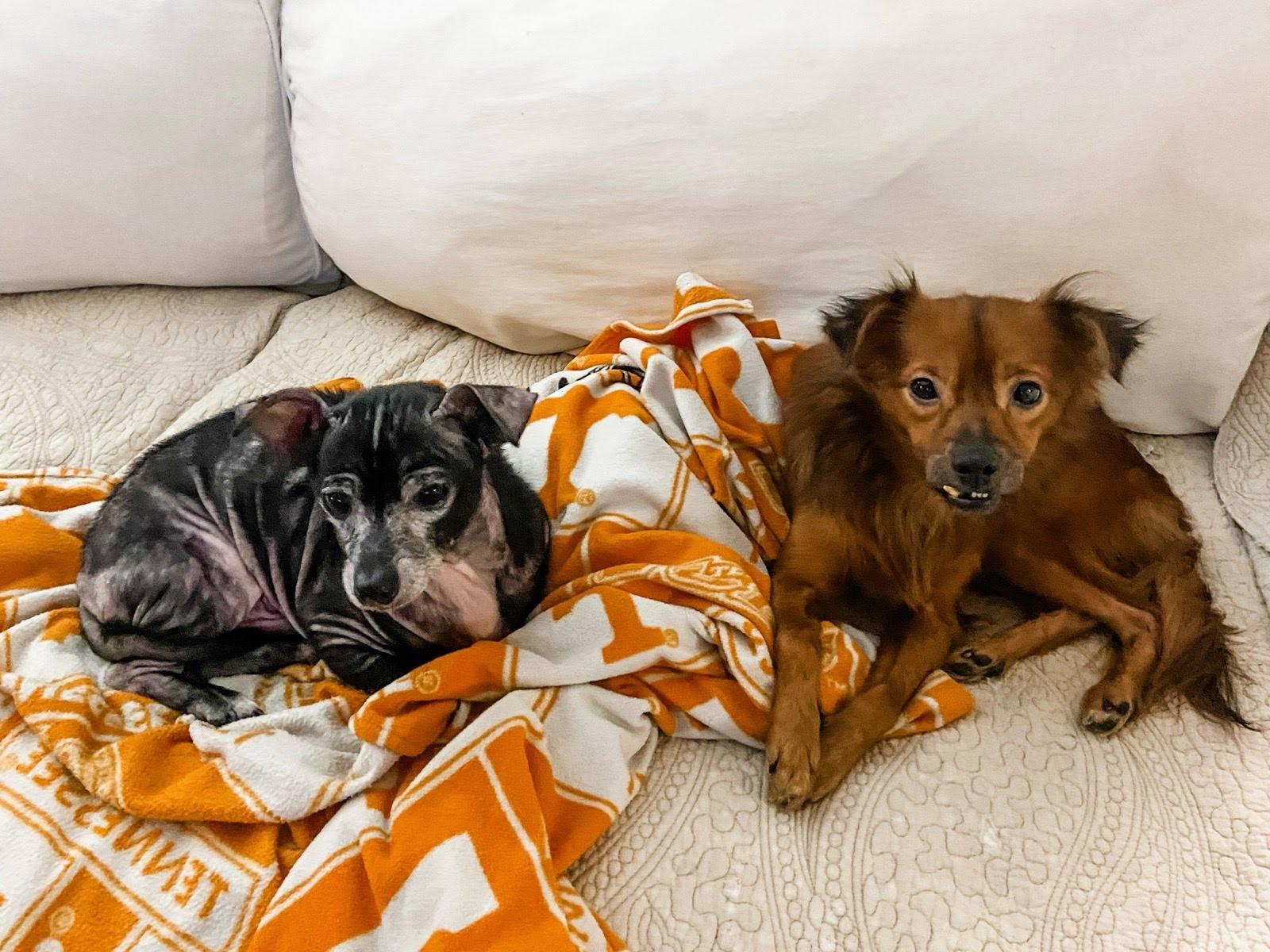 Benny, a Adoptable Chihuahua in Knoxville, TN image 2/4