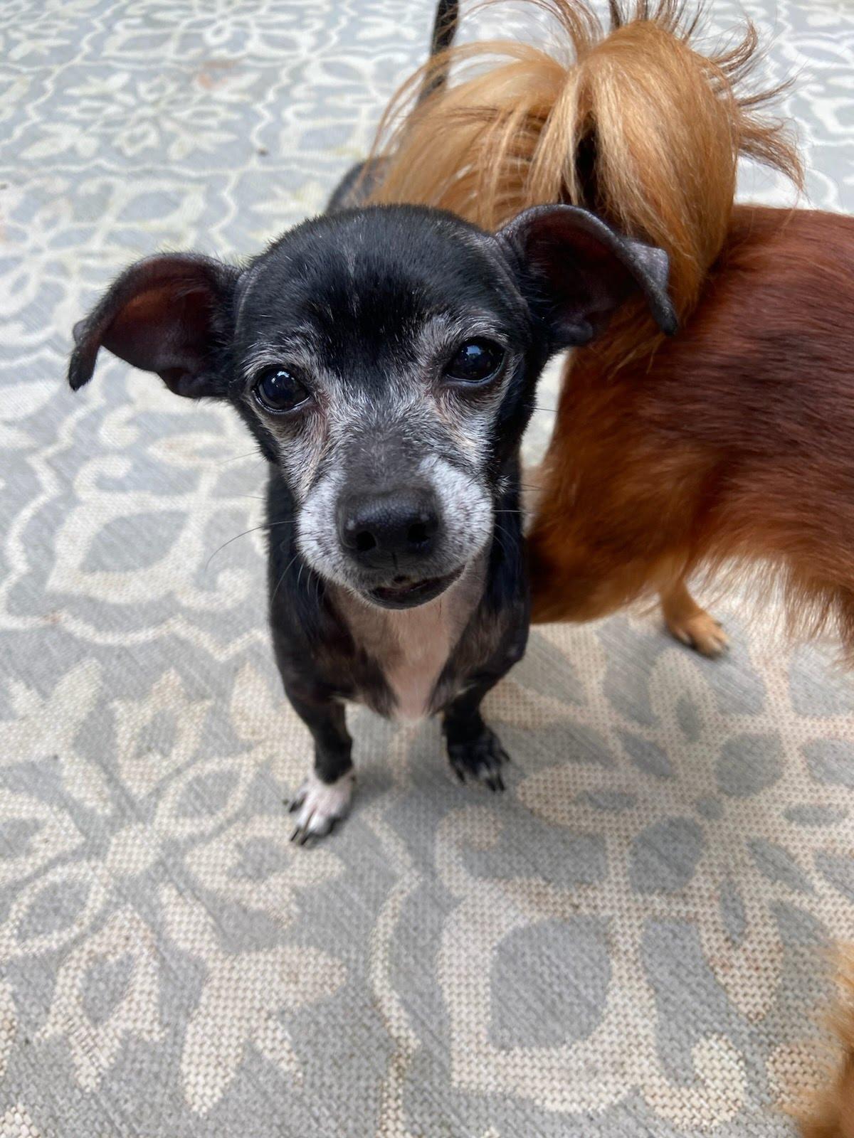Benny, a Adoptable Chihuahua in Knoxville, TN image 3/4