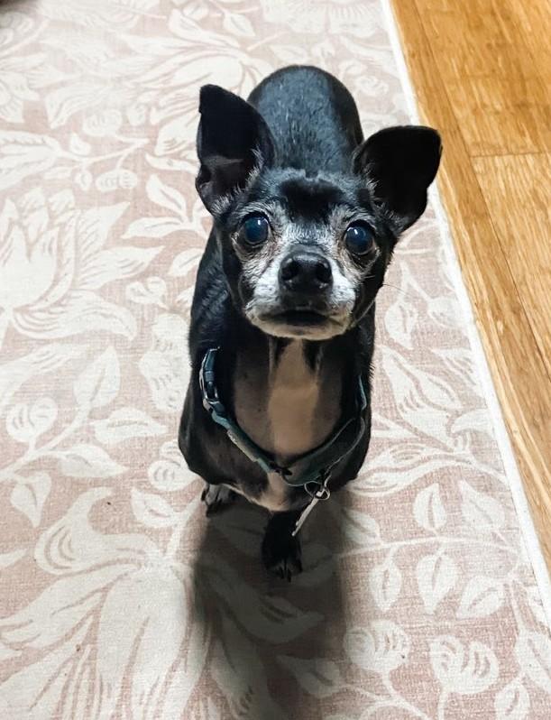 Enlarge Benny, a Adoptable Chihuahua in Knoxville, TN image 5/6