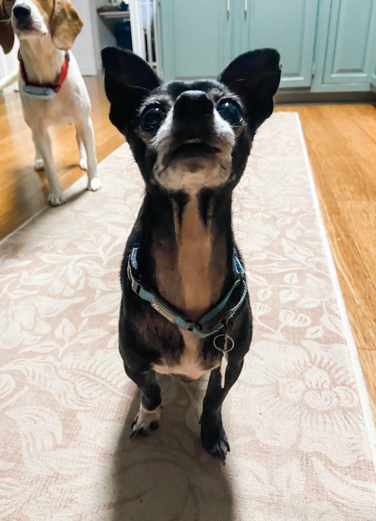 Enlarge Benny, a Adoptable Chihuahua in Knoxville, TN image 6/6