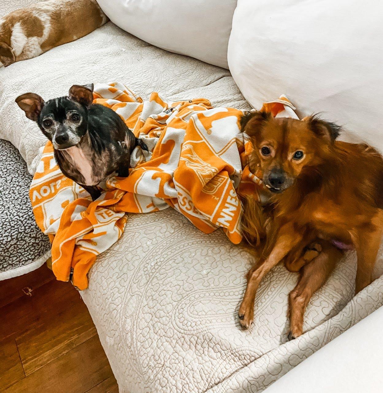 Benny, a Adoptable Chihuahua in Knoxville, TN image 4/4