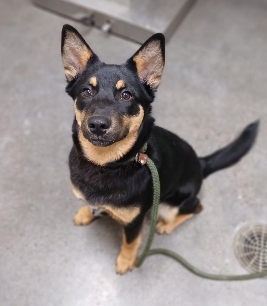 Enlarge Bailey, a Adopted mixed breed in Ladysmith, WI image 1/1