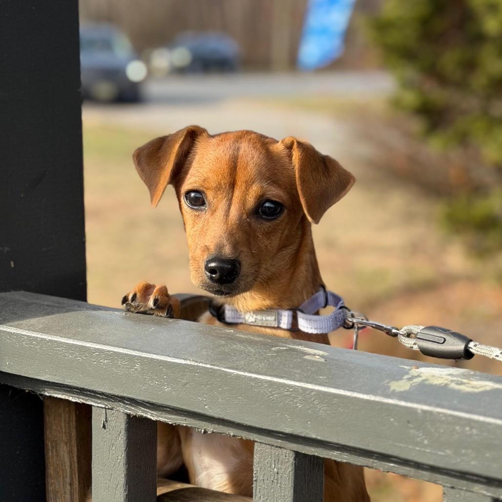 Enlarge HAZEL, a Adoptable Dachshund in Atco, NJ image 1/6