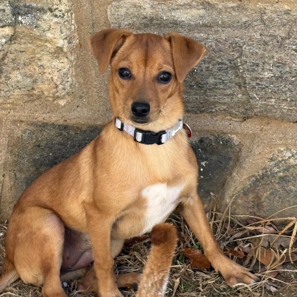 Enlarge HAZEL, a Adoptable Dachshund in Atco, NJ image 2/6