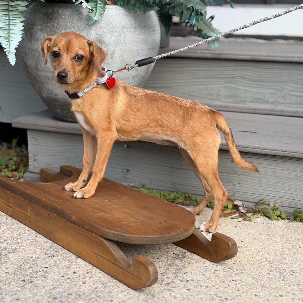 Enlarge HAZEL, a Adoptable Dachshund in Atco, NJ image 4/6
