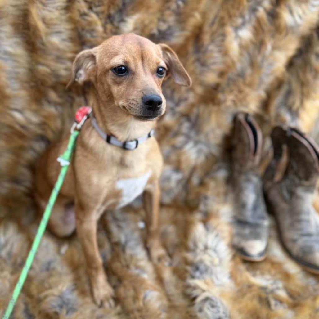 Enlarge HAZEL, a Adoptable Dachshund in Atco, NJ image 5/6