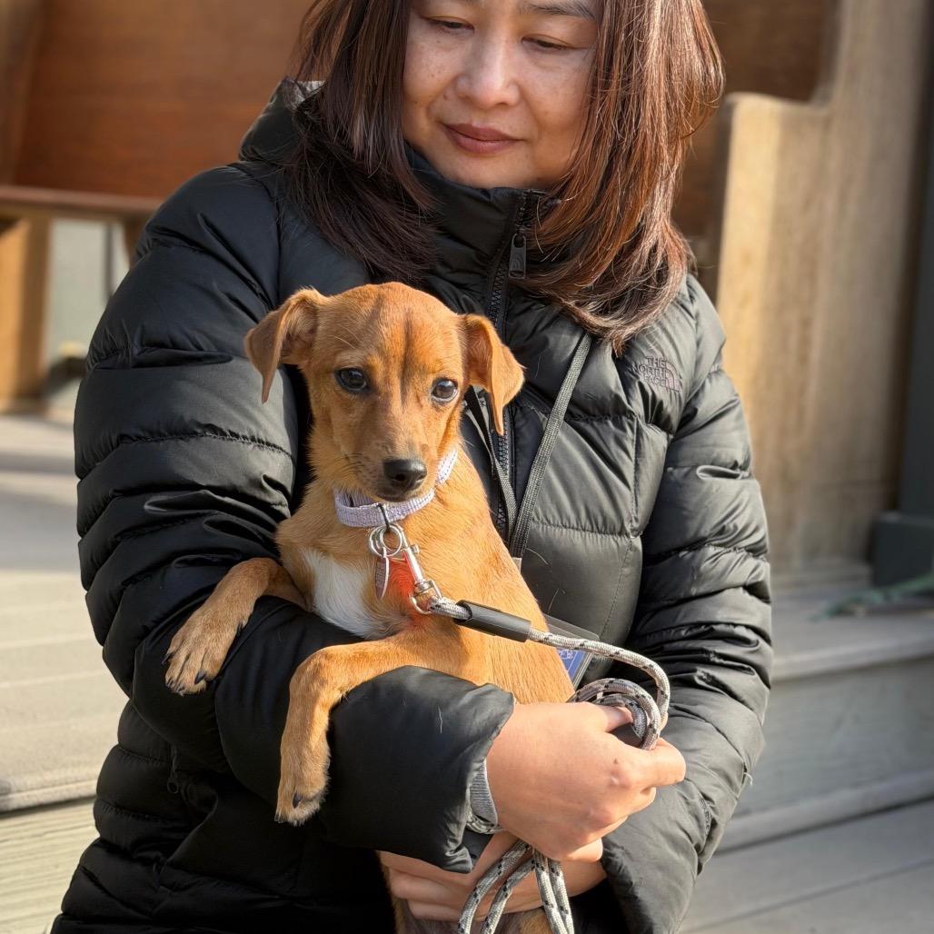 Enlarge HAZEL, a Adoptable Dachshund in Atco, NJ image 6/6