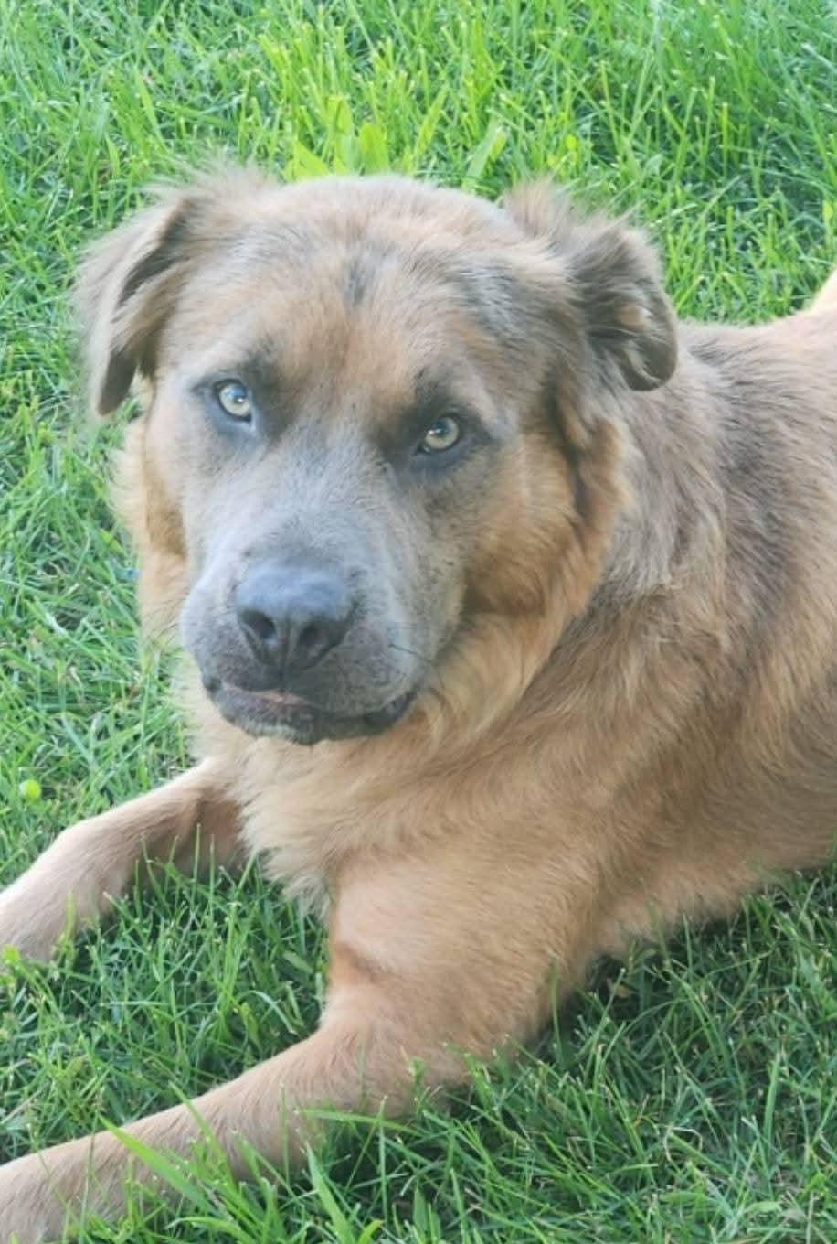 Enlarge ZEUS, a Adopted mixed breed in Flint, MI image 2/5