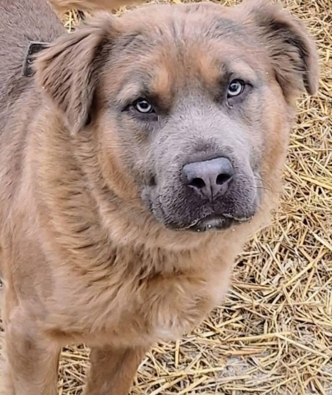 Enlarge ZEUS, a Adopted mixed breed in Flint, MI image 1/5