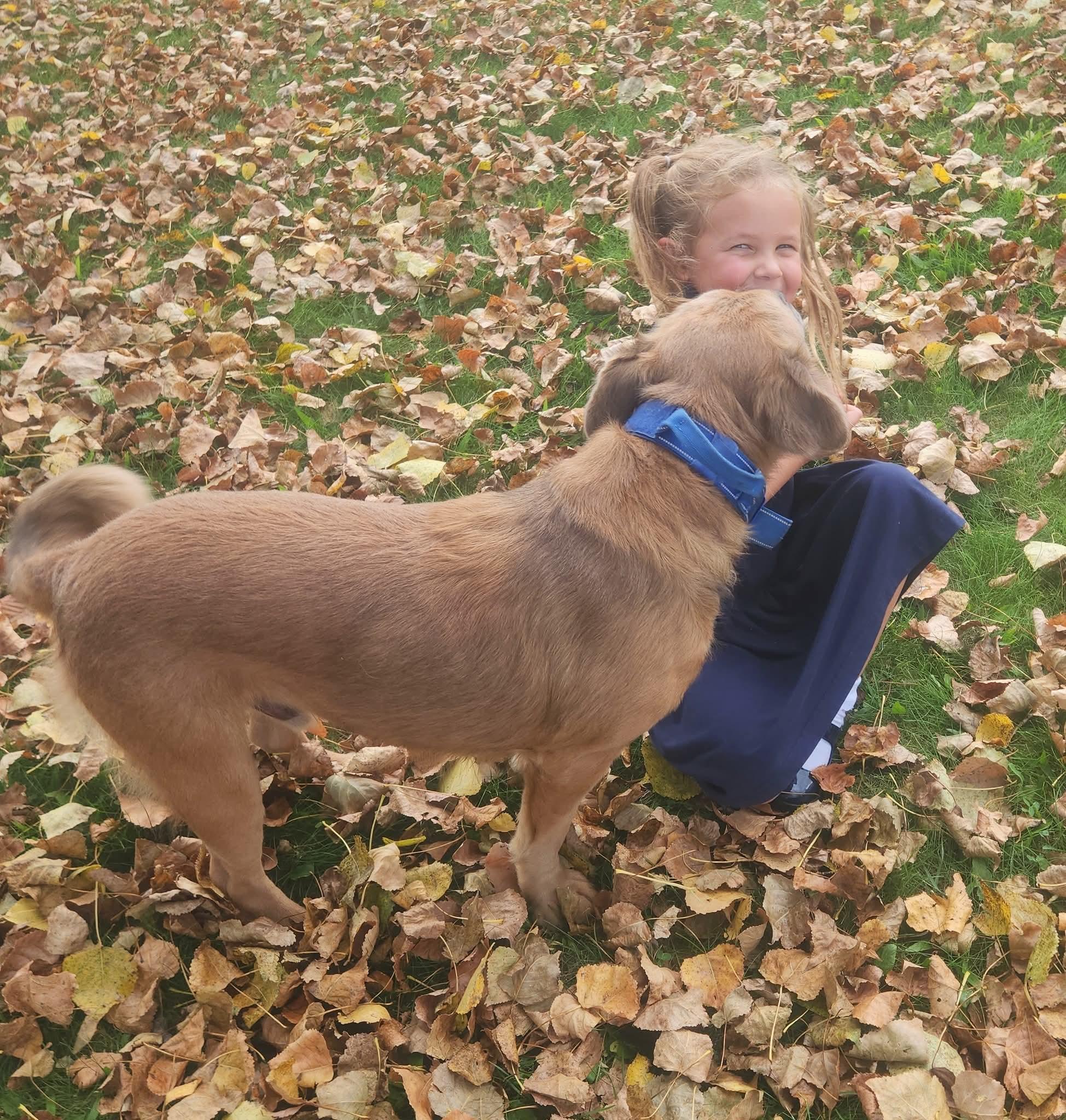 Enlarge ZEUS, a Adopted mixed breed in Flint, MI image 4/5