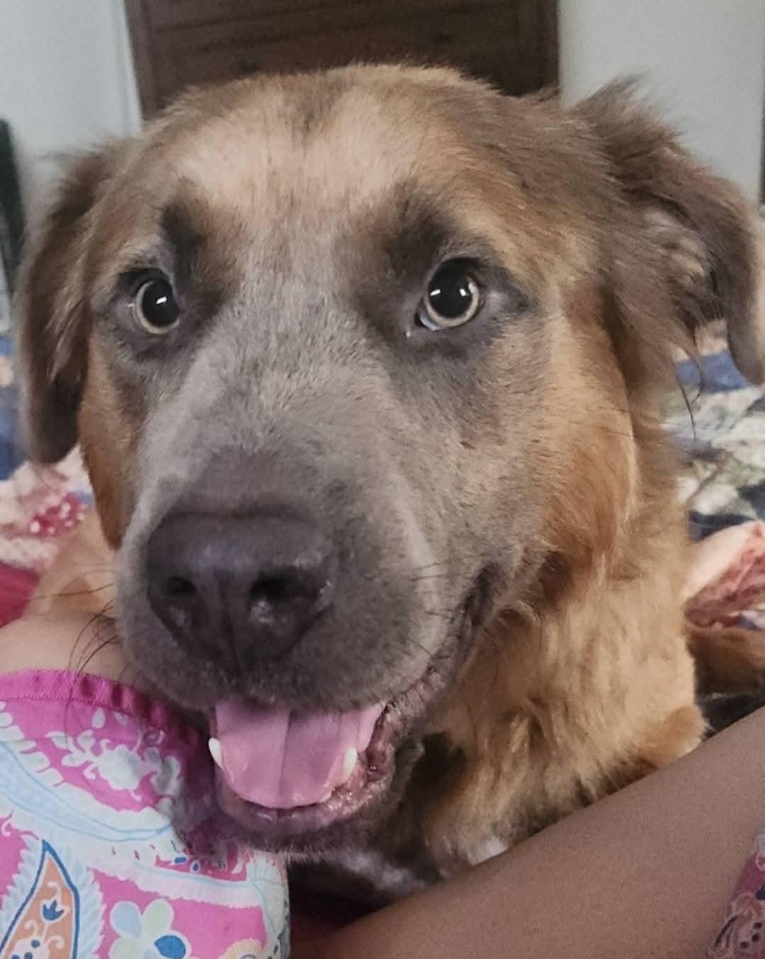 Enlarge ZEUS, a Adopted mixed breed in Flint, MI image 3/5