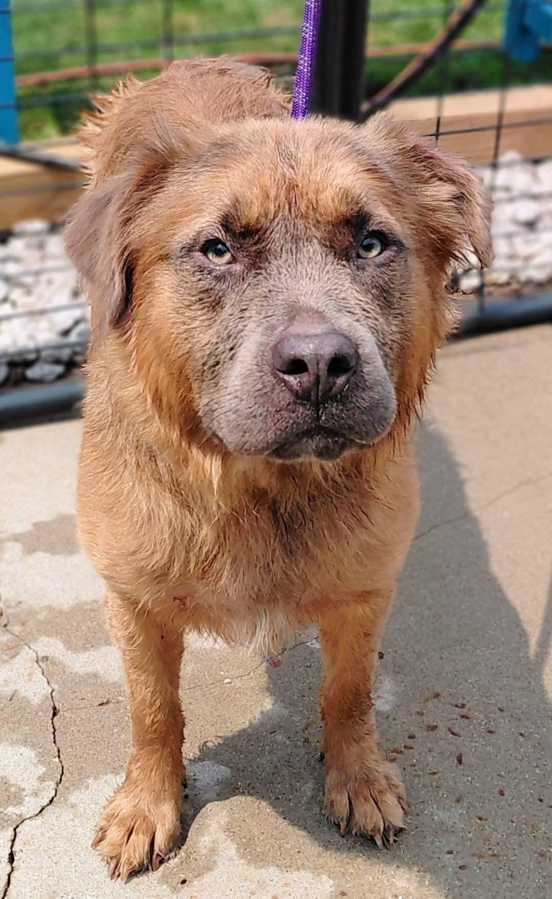 ZEUS, Adopted, Young Male Golden Retriever & American Staffordshire Terrier.