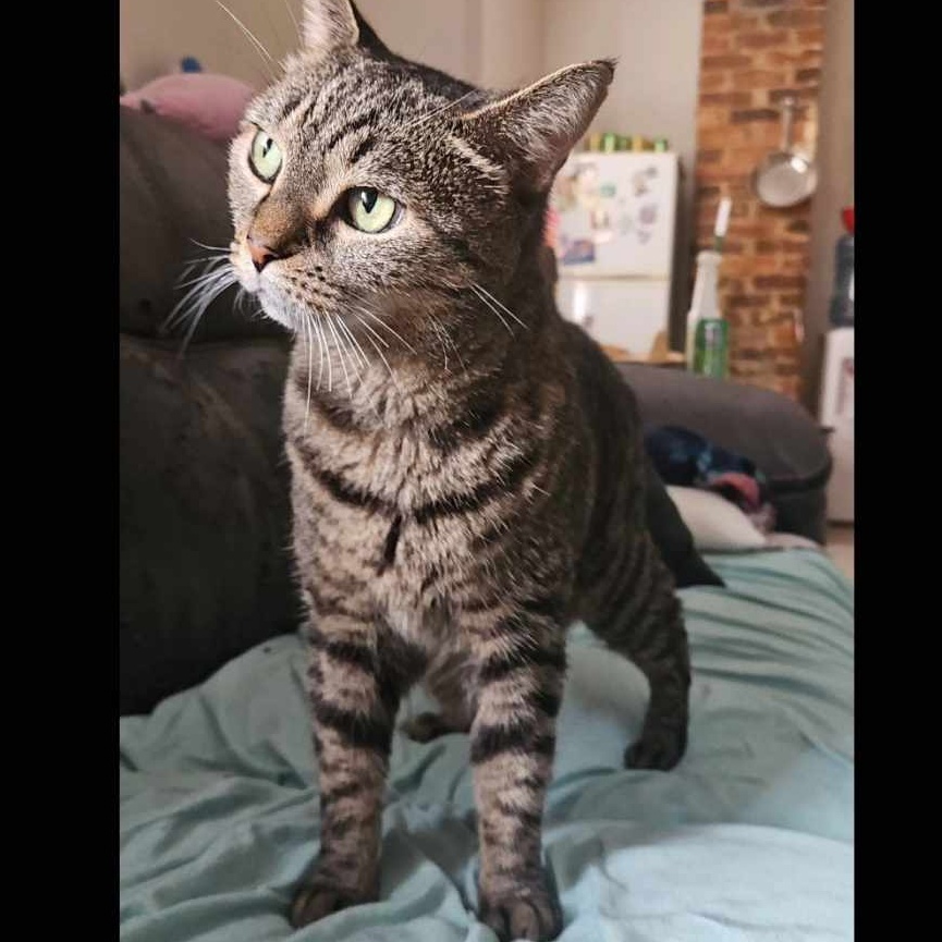 Big Lady