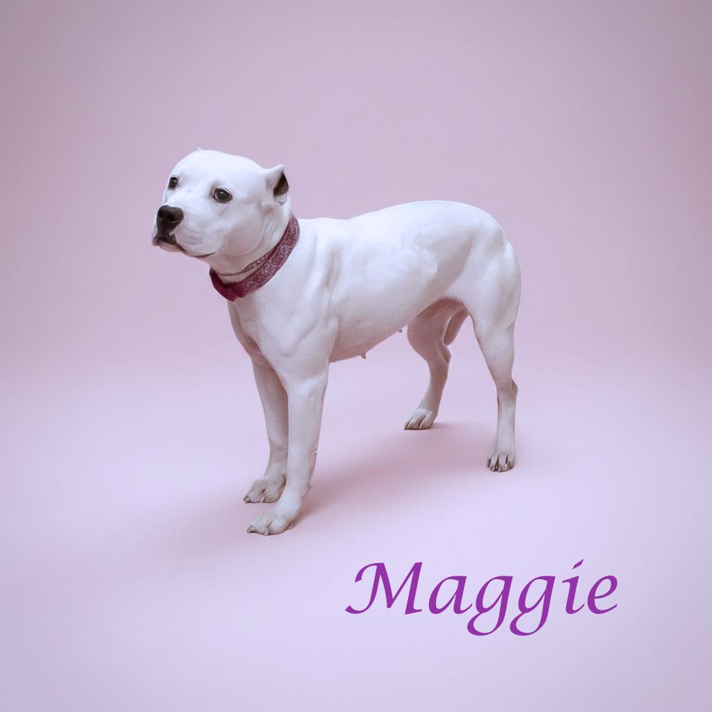 Enlarge Maggie D26-012, a Adoptable Pit Bull Terrier in Lebanon, TN image 4/5