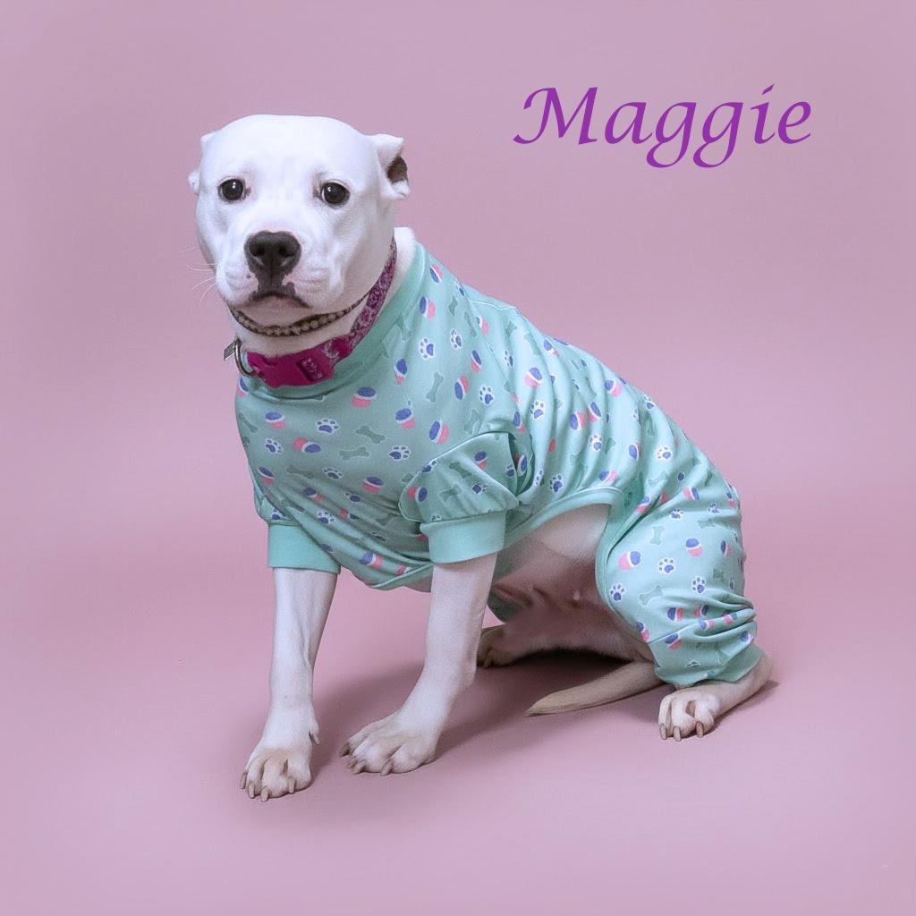 Enlarge Maggie D26-012, a Adoptable Pit Bull Terrier in Lebanon, TN image 5/5