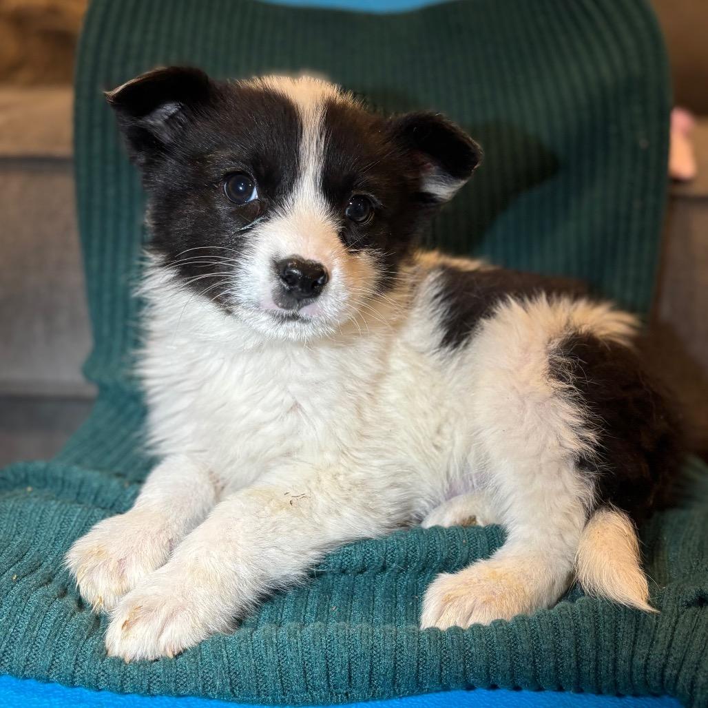 Enlarge poppy, a Adoptable Border Collie in Tucson, AZ image 1/1