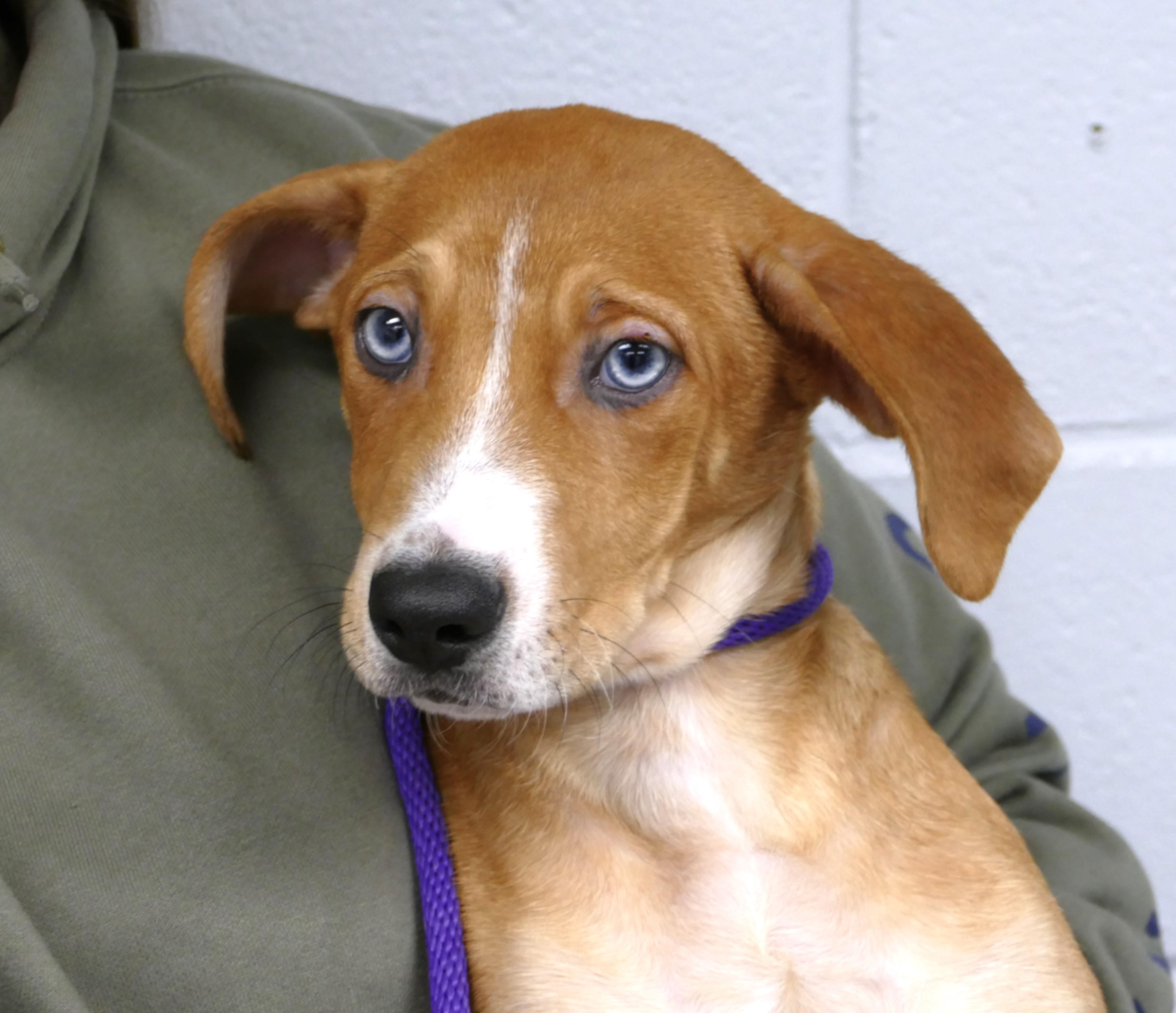 GINGERSNAP, adopted, Puppy Female Hound.