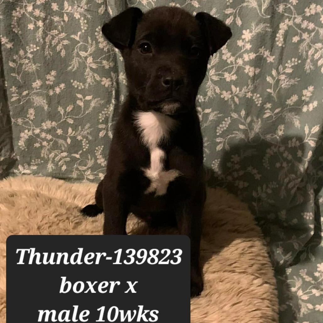Thunder, Adoptable, Puppy Male Boxer.
