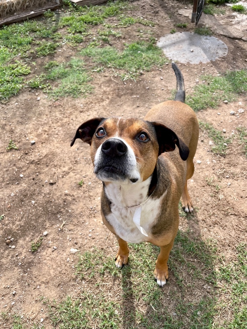 Newton, Adoptable, Adult Male Boxer.