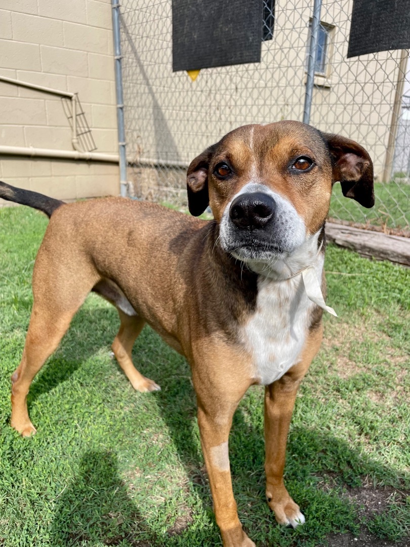 Enlarge Newton, a Adoptable Boxer in Tulsa, OK image 2/5