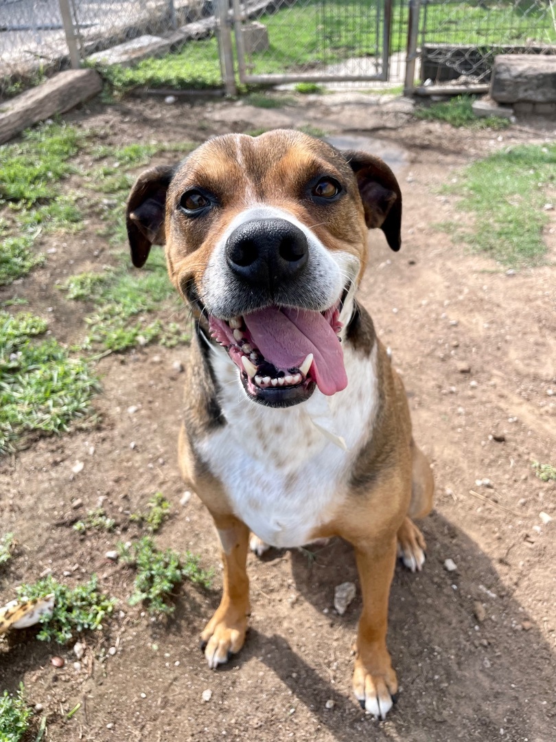 Enlarge Newton, a Adoptable Boxer in Tulsa, OK image 3/5