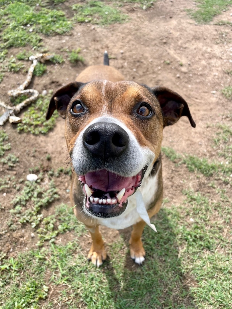 Enlarge Newton, a Adoptable Boxer in Tulsa, OK image 4/5