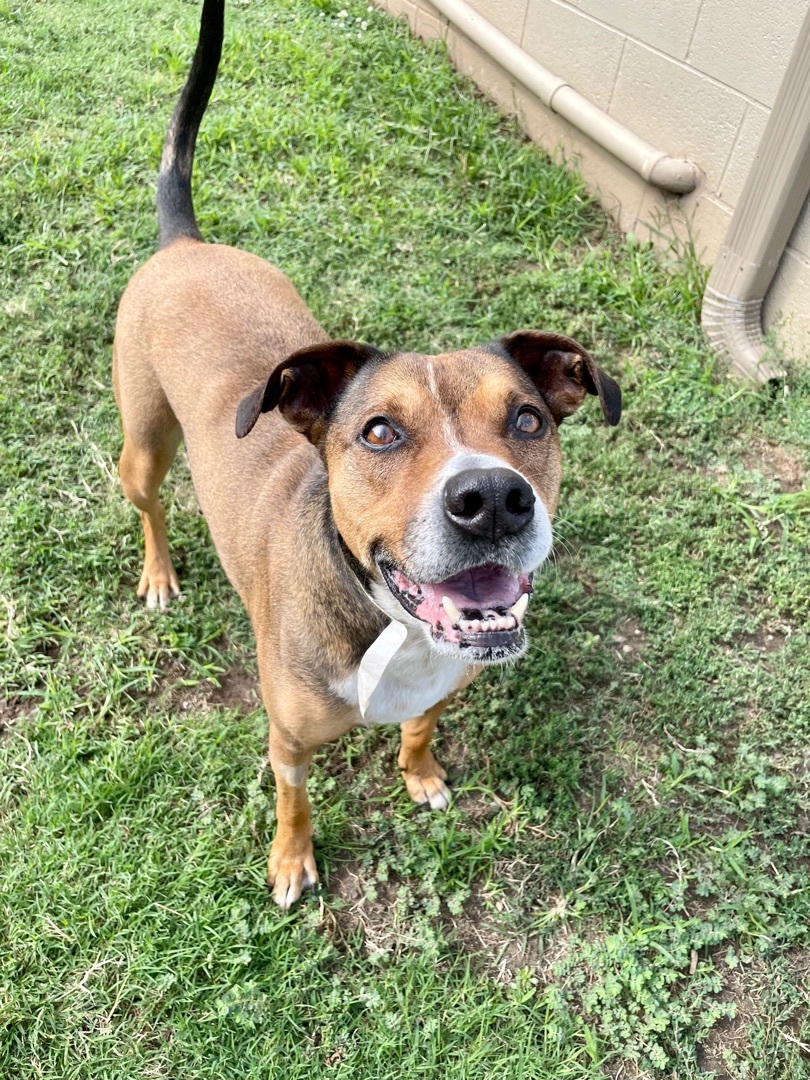 Enlarge Newton, a Adoptable Boxer in Tulsa, OK image 5/5