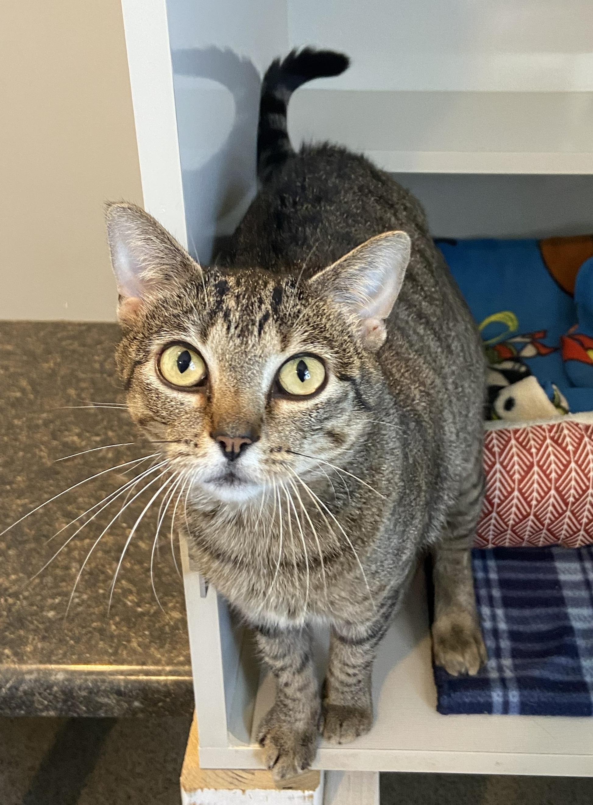 Enlarge Cleo, a ADOPTABLE Domestic Short Hair in Lincoln, NE image 2/2