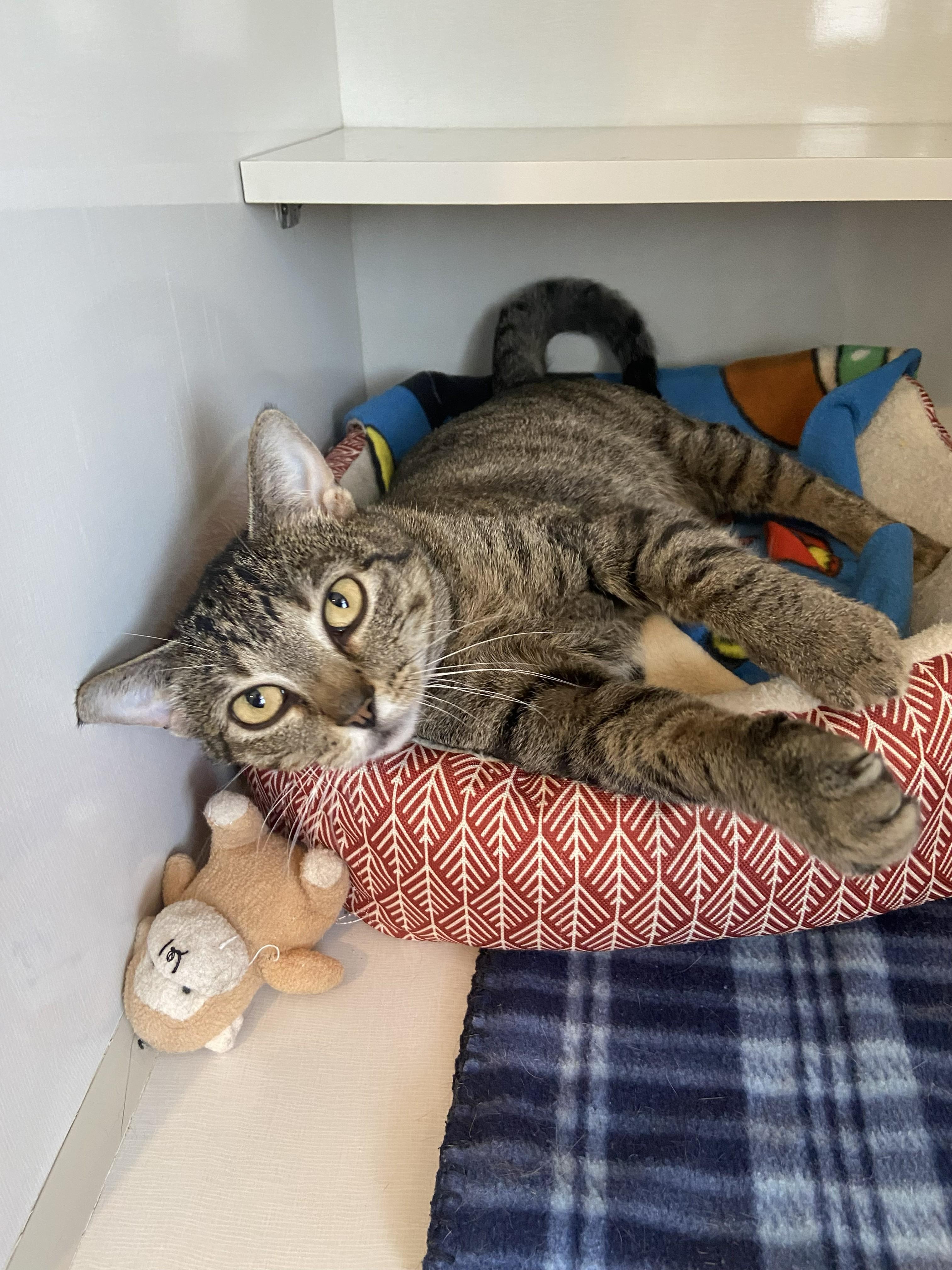 Cleo, ADOPTABLE, Young Female Domestic Short Hair.