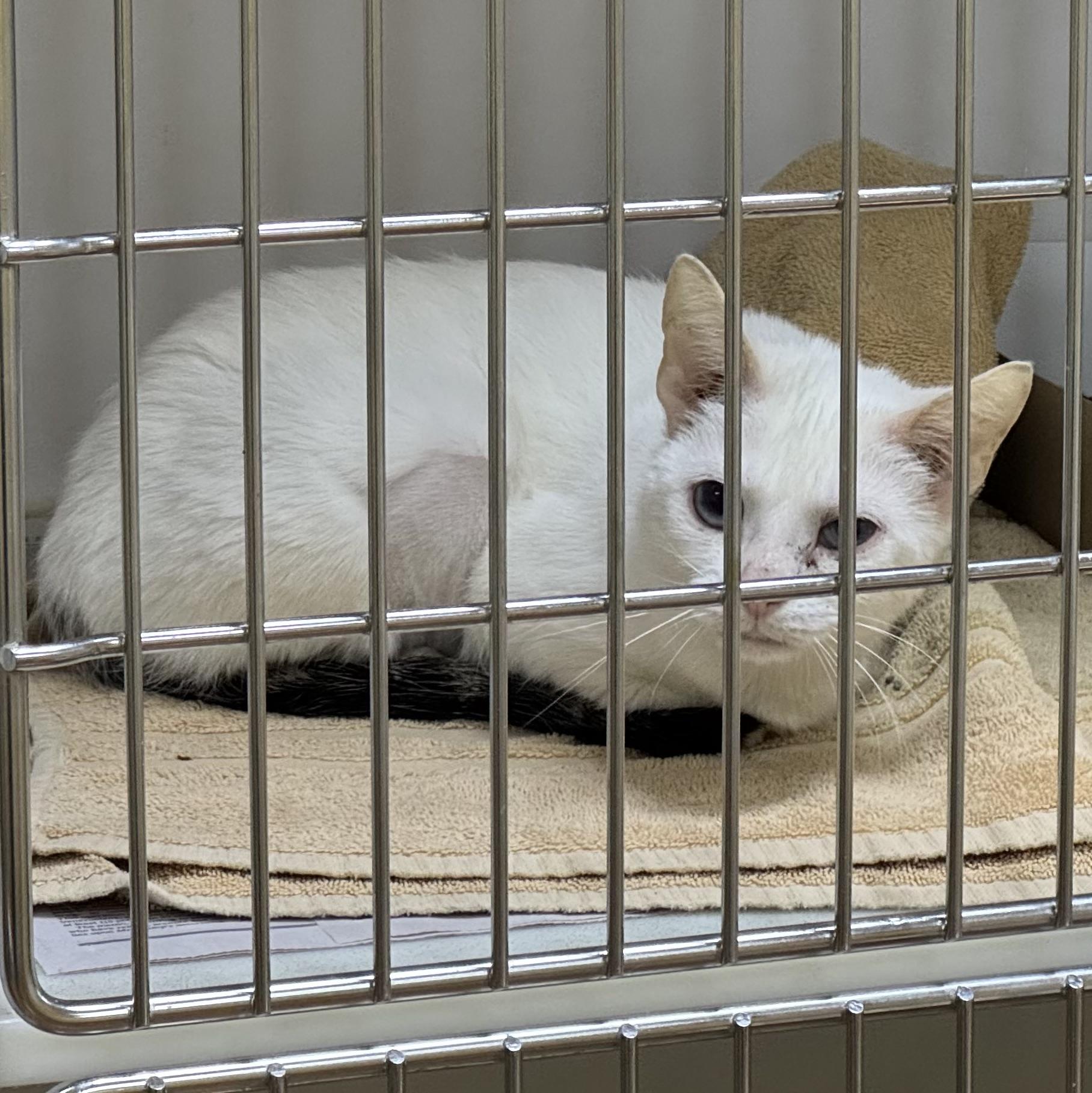 Dallas, an adopted Domestic Short Hair in Phoenixville, PA image 3/4