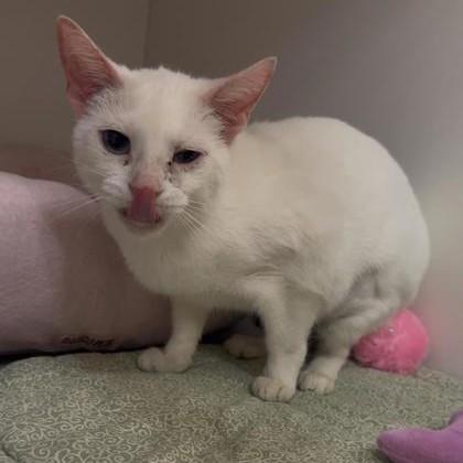 Dallas, an adopted Domestic Short Hair in Phoenixville, PA image 2/4