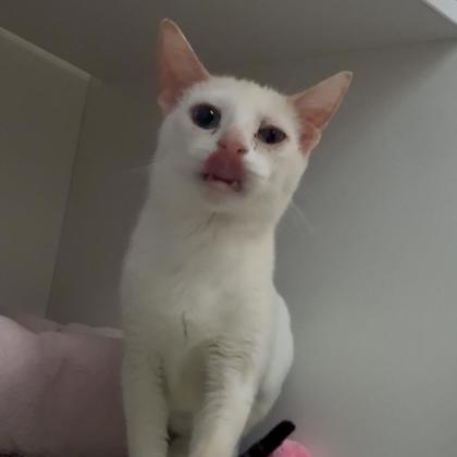 Dallas, an adopted Domestic Short Hair in Phoenixville, PA image 4/4