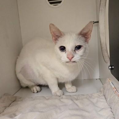Dallas, an adopted Domestic Short Hair in Phoenixville, PA image 1/4